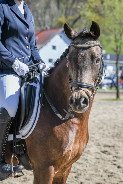 費耶諾德多 費耶諾德多